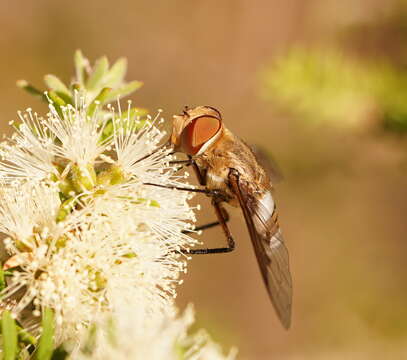 Image of Ligyra cingulata (Wulp 1885)