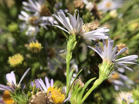 Imagem de Symphyotrichum lentum (Greene) G. L. Nesom