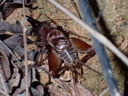 Image of Paraloxoblemmus longifrons (Chopard 1969)