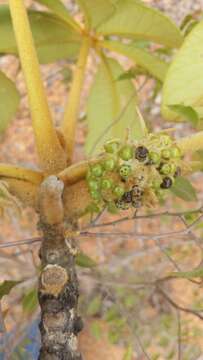 Imagem de Vitex waterlotii Danguy