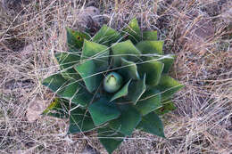 Слика од Agave maximiliana var. katharinae (A. Berger) Gentry