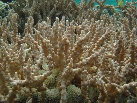 Image of hedgehog coral