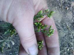 Image of Erigeron floribundus (Kunth) Sch. Bip.