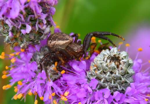 Image of Elegant Crab Spider