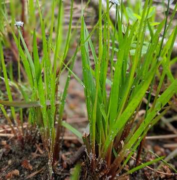 Image of northern yelloweyed grass