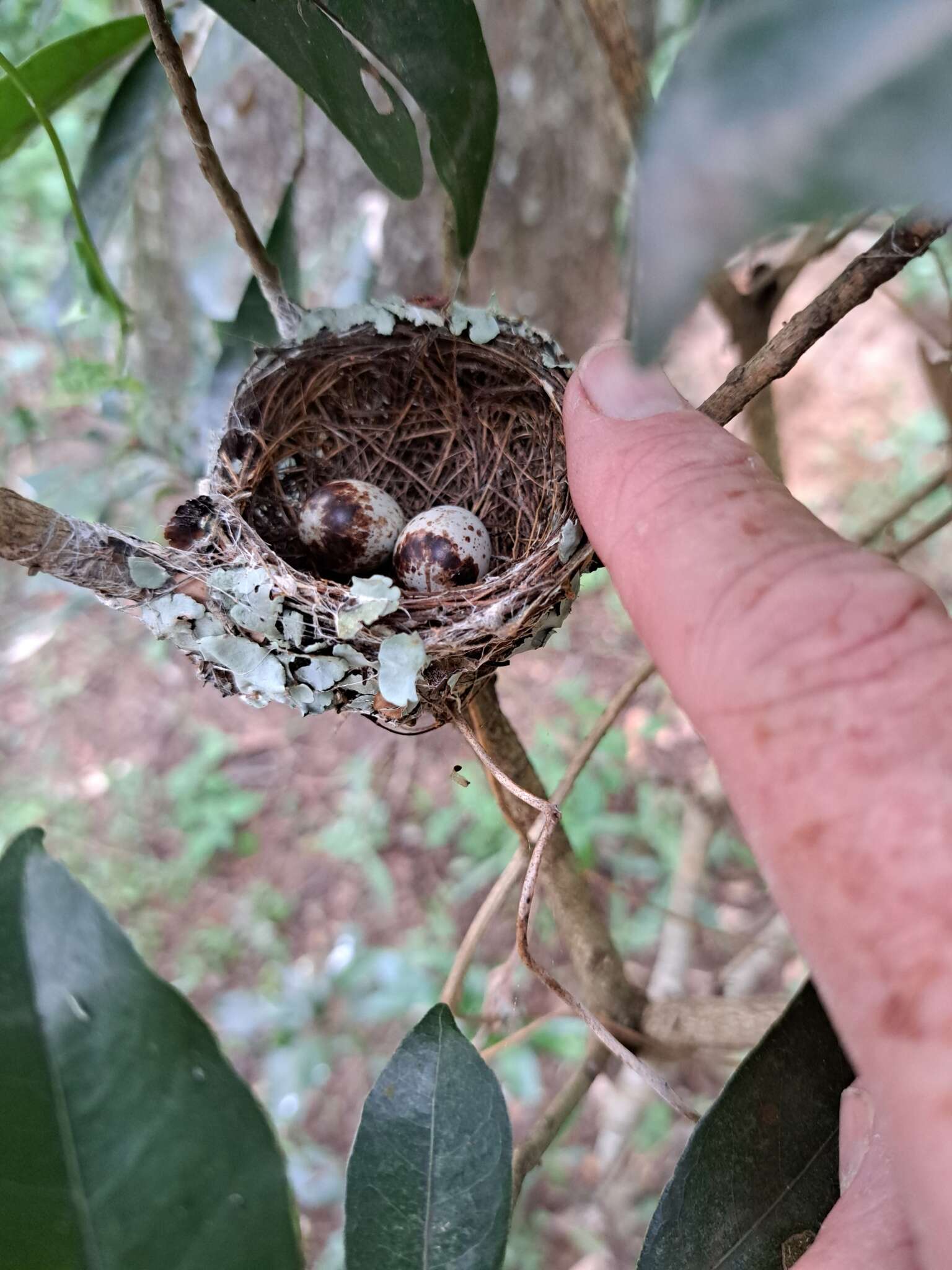 Image of Woodward's Batis