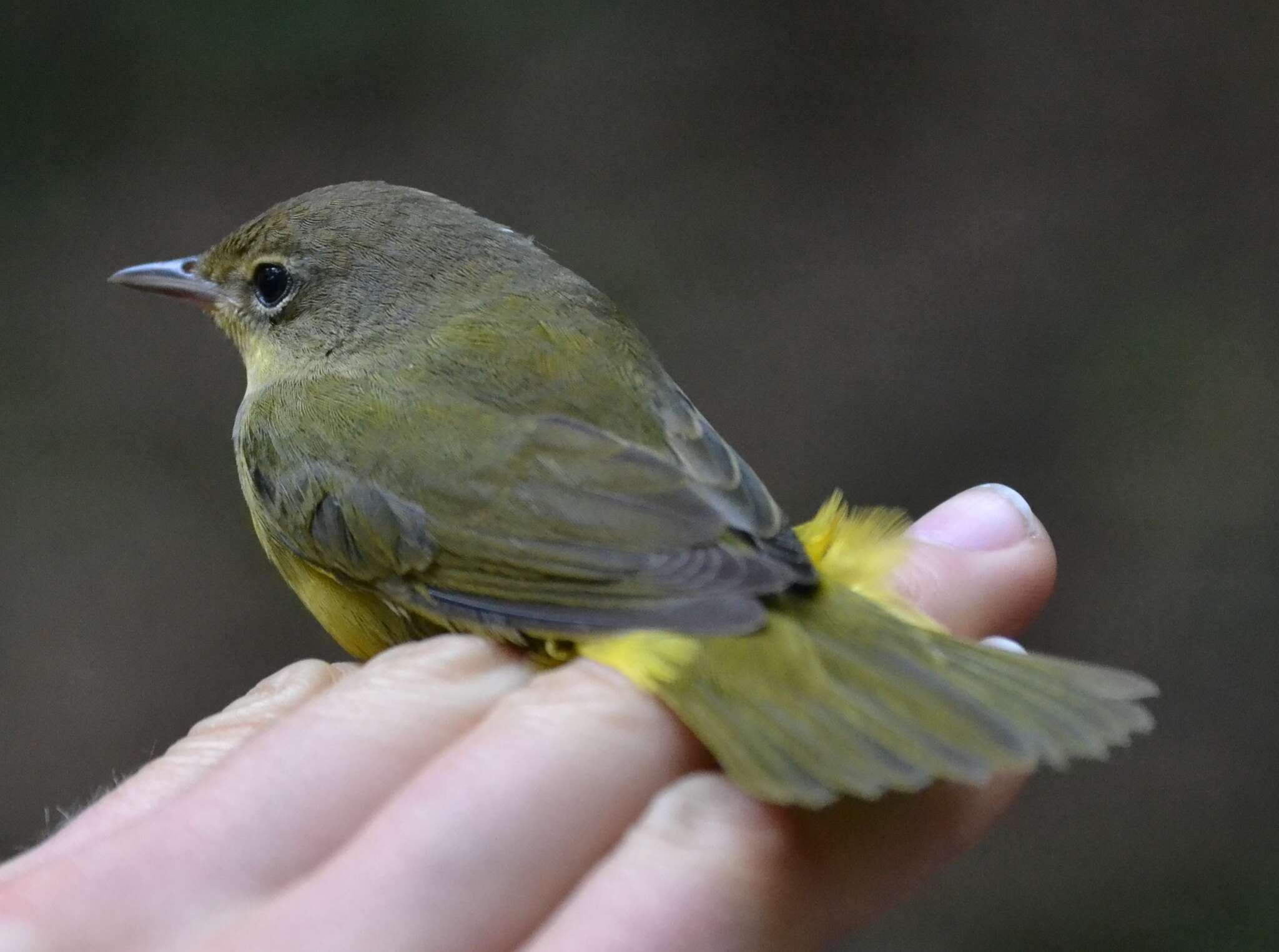 Image of Mourning Warbler