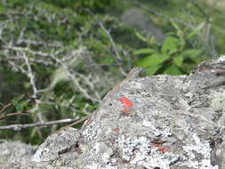 Image of Striped Anole