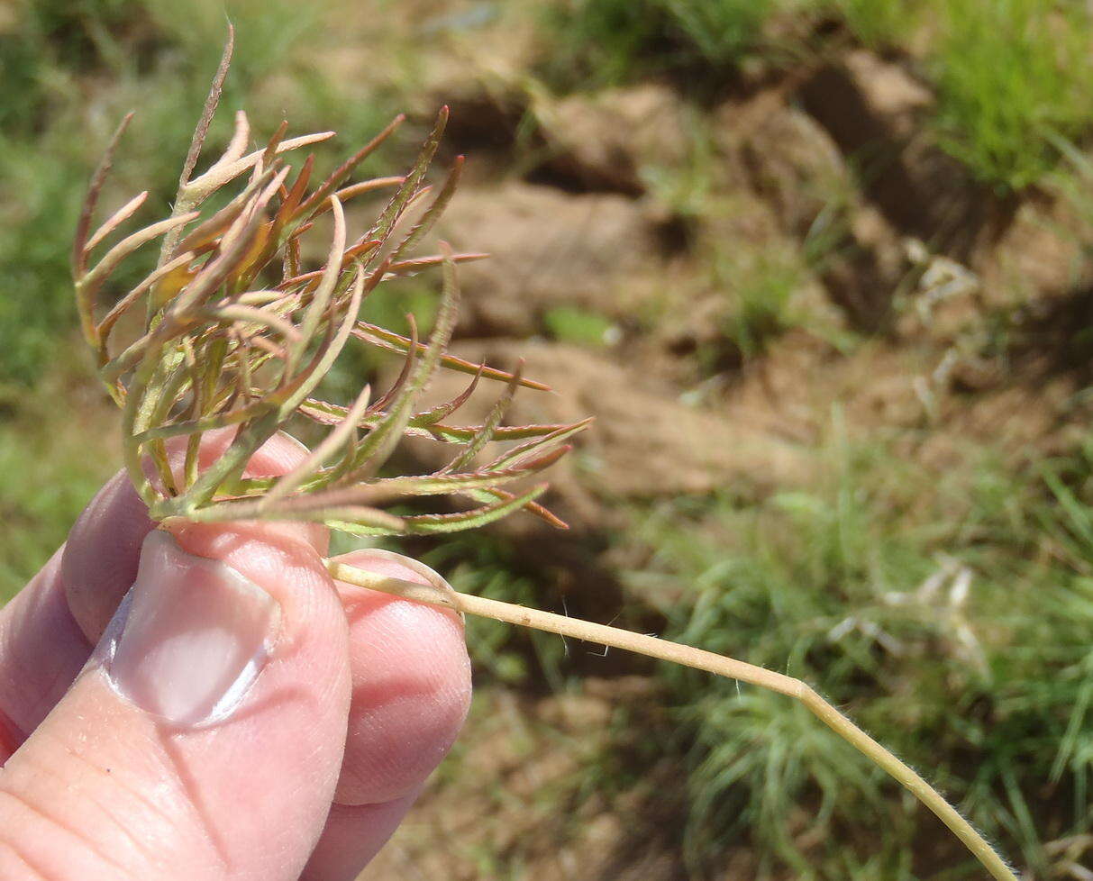 Image of Pelargonium aridum R. A. Dyer