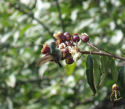 Image of Lafoensia acuminata (Ruiz & Pav.) DC.