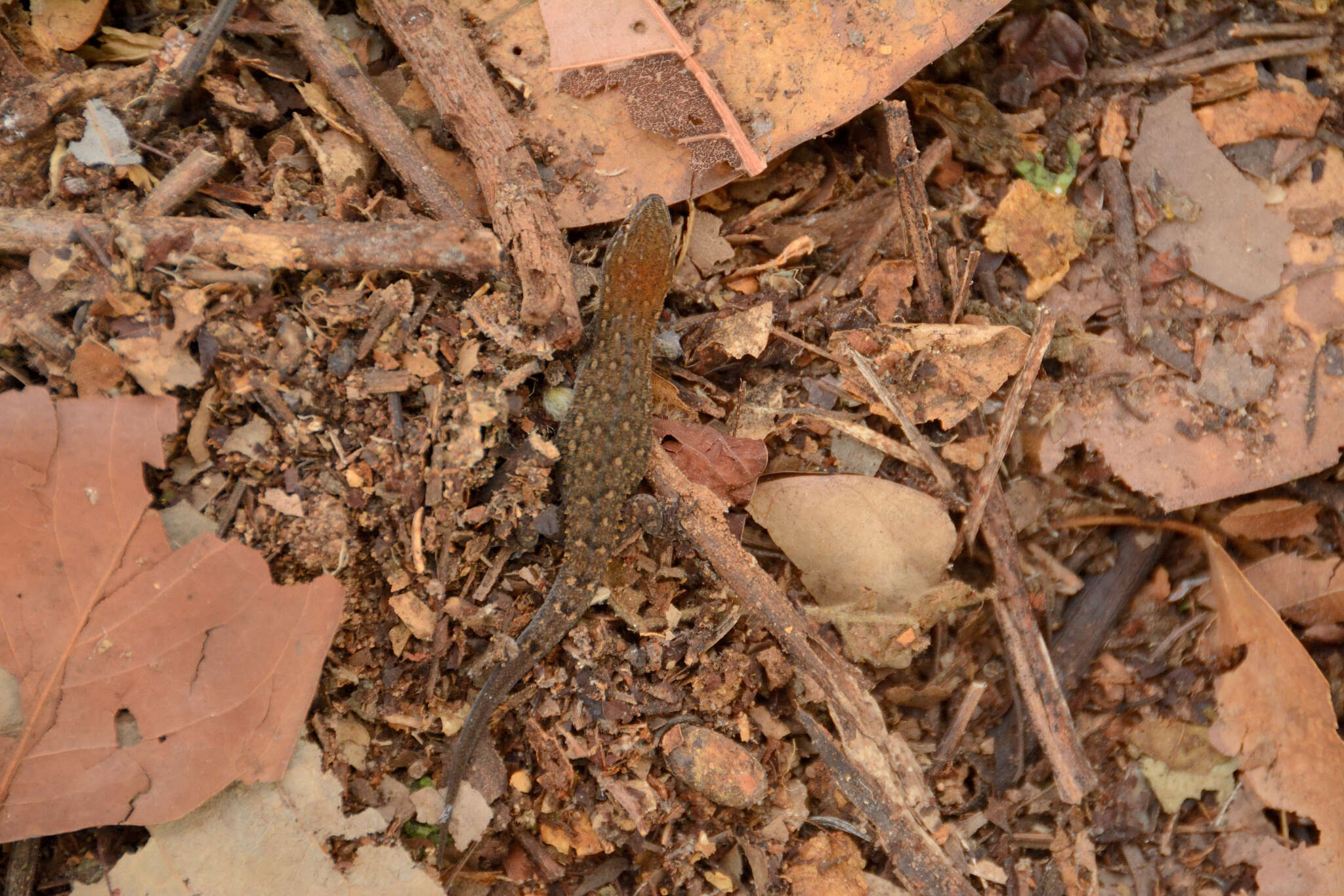 Image of Naked-toed Gecko