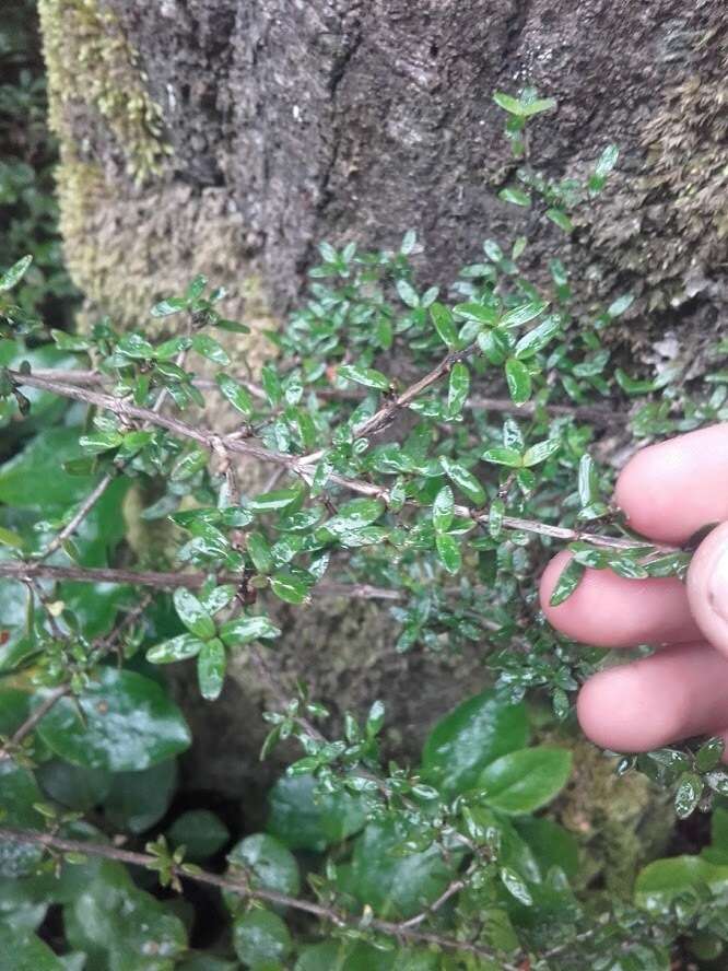 Image de Coprosma colensoi Hook. fil.