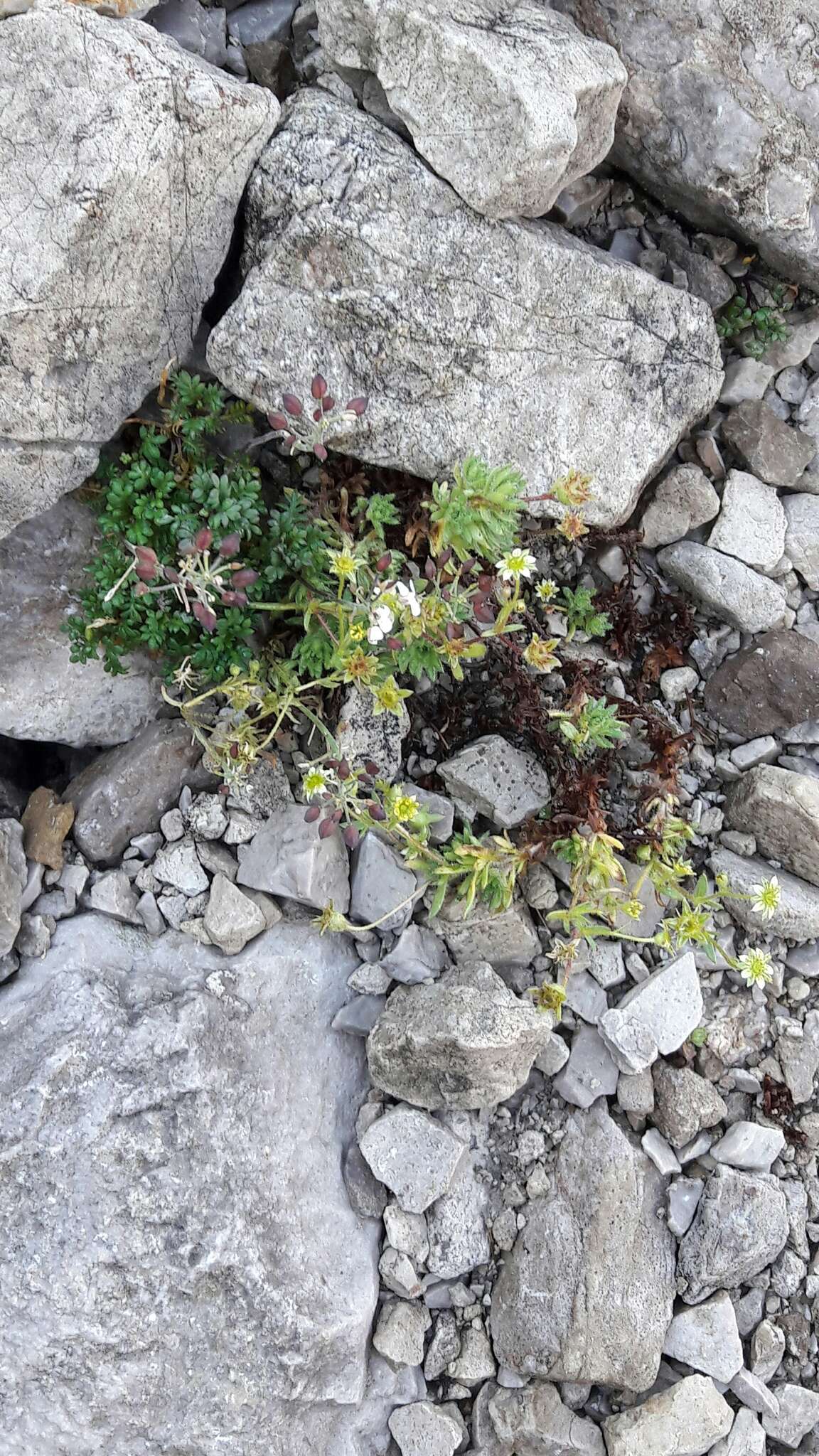 Imagem de Saxifraga sedoides L.