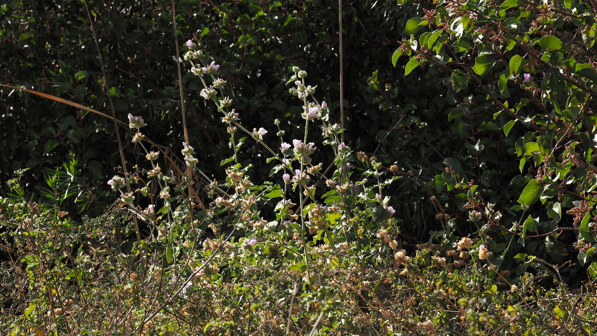 Imagem de Malacothamnus densiflorus (S. Wats.) Greene