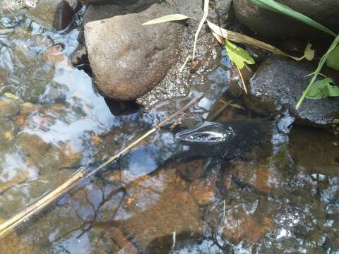 Image of Eel-tailed catfish