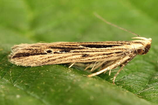 Image de Monochroa palustrellus Douglas 1850