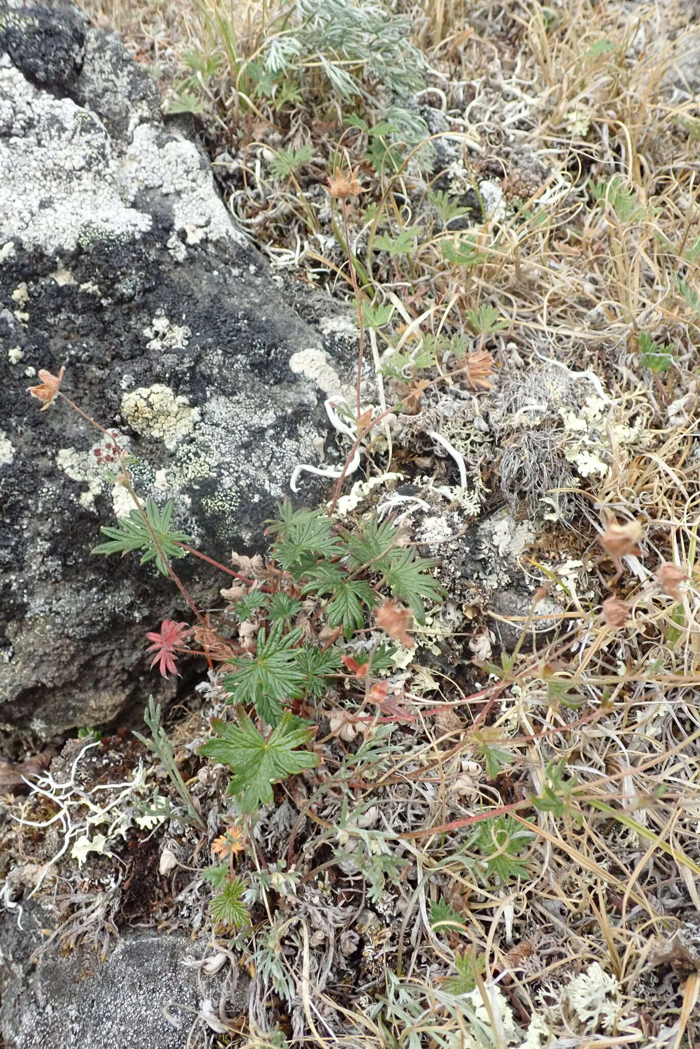 Image de Potentilla vulcanicola Juz.