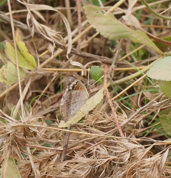 Image de Junonia orithya Linnaeus 1764