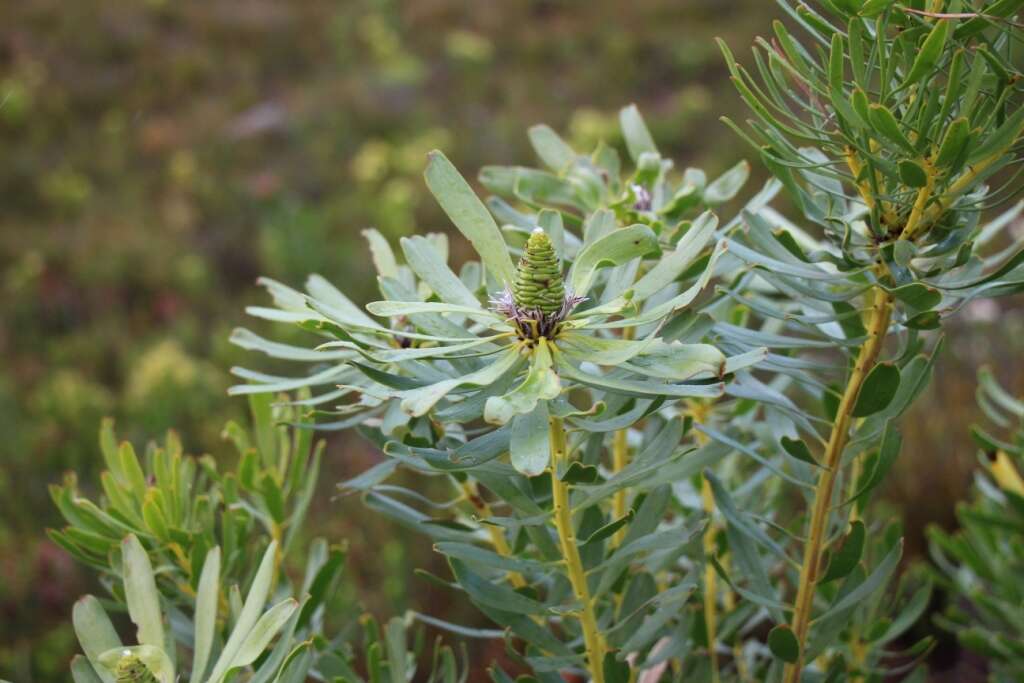 Image of Leucadendron platyspermum R. Br.