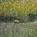 Image de Francolin noir