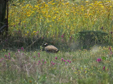 Image de Francolin noir