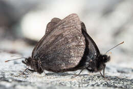 Erebia mackinleyensis Gunder 1932 resmi