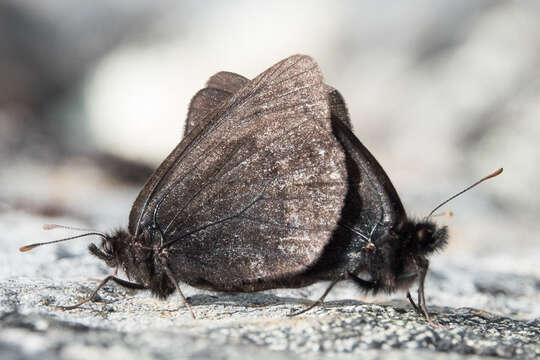 Erebia mackinleyensis Gunder 1932 resmi