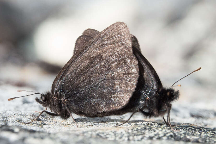 Image de Erebia mackinleyensis Gunder 1932