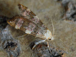 صورة Deuterogonia pudorina Wocke 1857