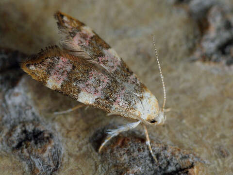 صورة Deuterogonia pudorina Wocke 1857