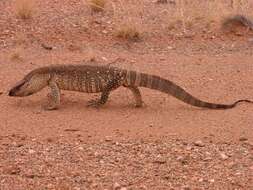 Image of White-throated Monitor