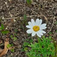 Image of Argyranthemum frutescens subsp. canariae (Christ.) Humphr.