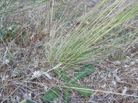 Image of Austrostipa scabra (Lindl.) S. W. L. Jacobs & J. Everett