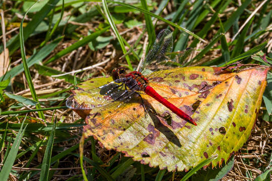 Image of Sympetrum darwinianum (Selys 1883)