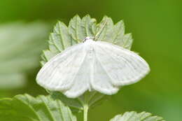 Image of Scopula nemoraria Hübner 1798