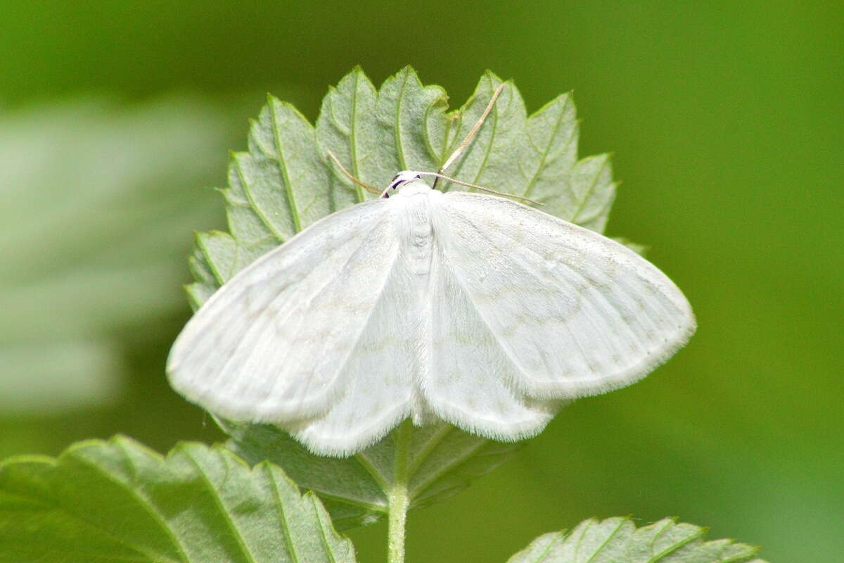 Image of Scopula nemoraria Hübner 1798