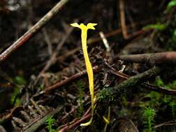 Image of Leafless Ghostplant