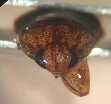 Image of Pelocoris balius La Rivers 1970