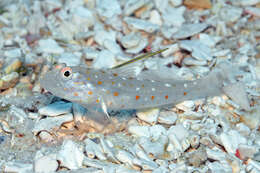 Image of Tangaroan shrimp-goby