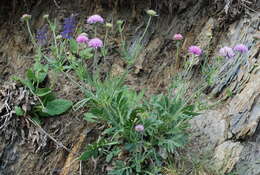 Image of Knautia transalpina (Christ) Briq.