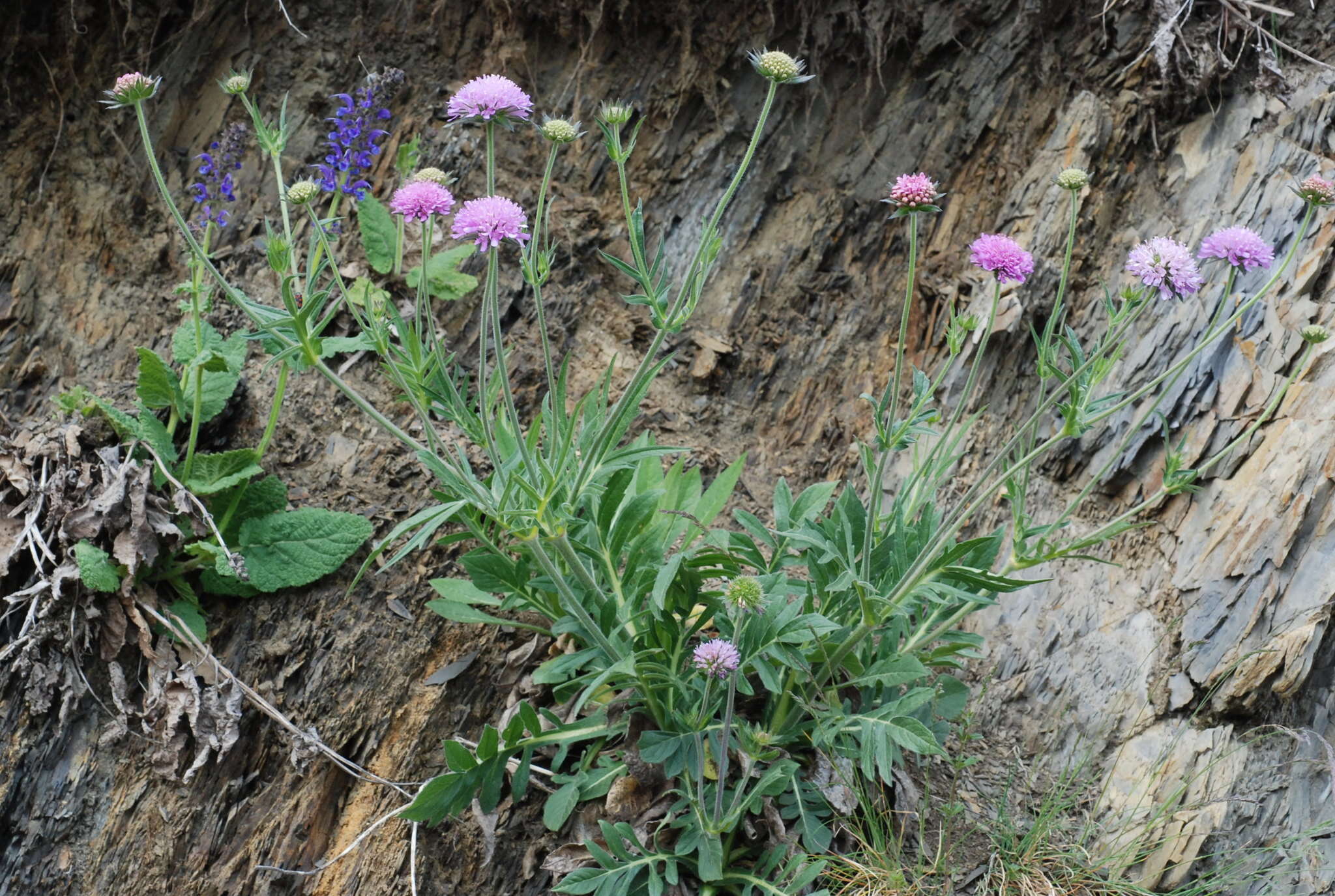 Image of Knautia transalpina (Christ) Briq.