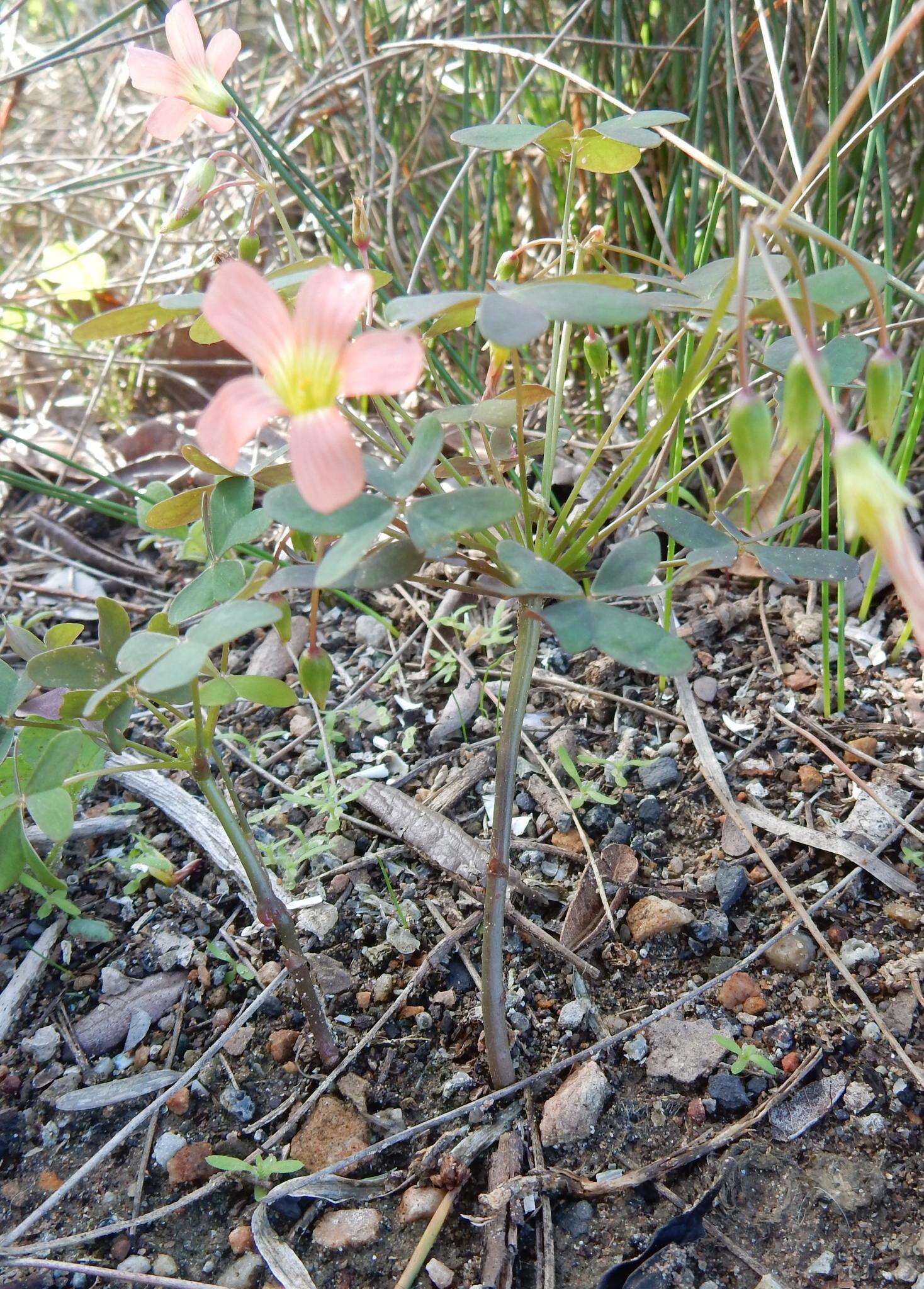 Imagem de Oxalis stenorrhyncha Salter