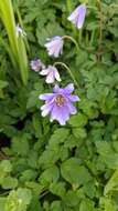 Image of blue anemone