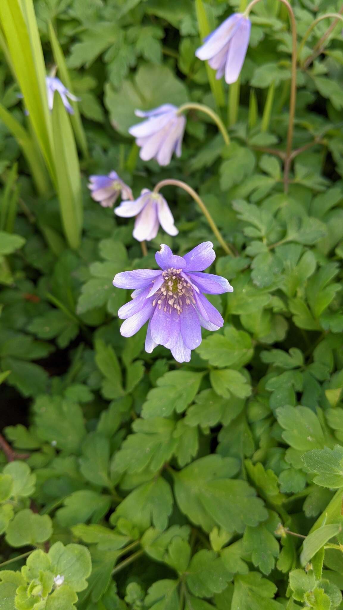 Image of blue anemone