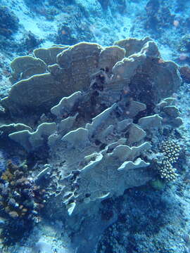 Image of Fire coral