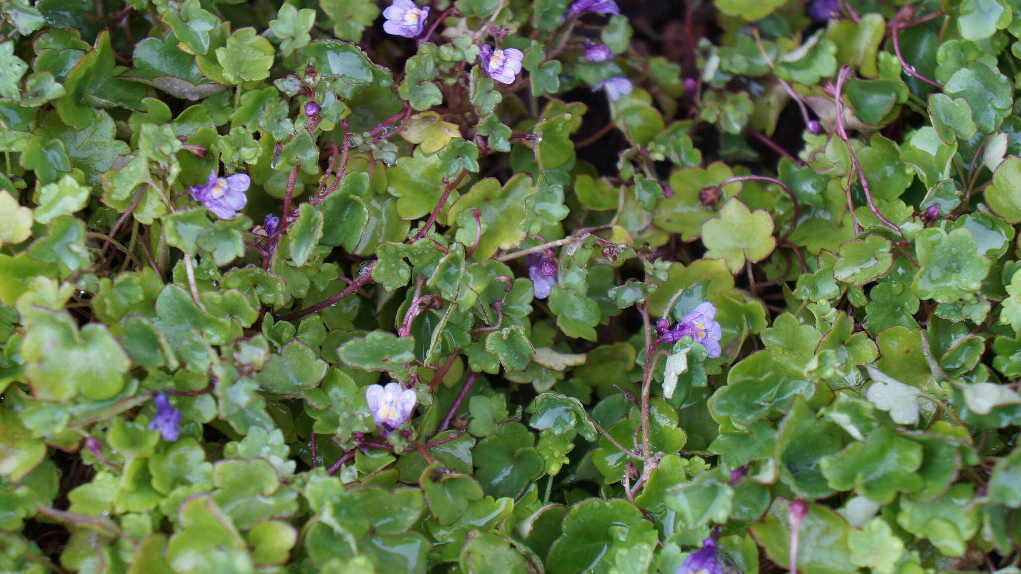 Image of Cymbalaria muralis subsp. muralis