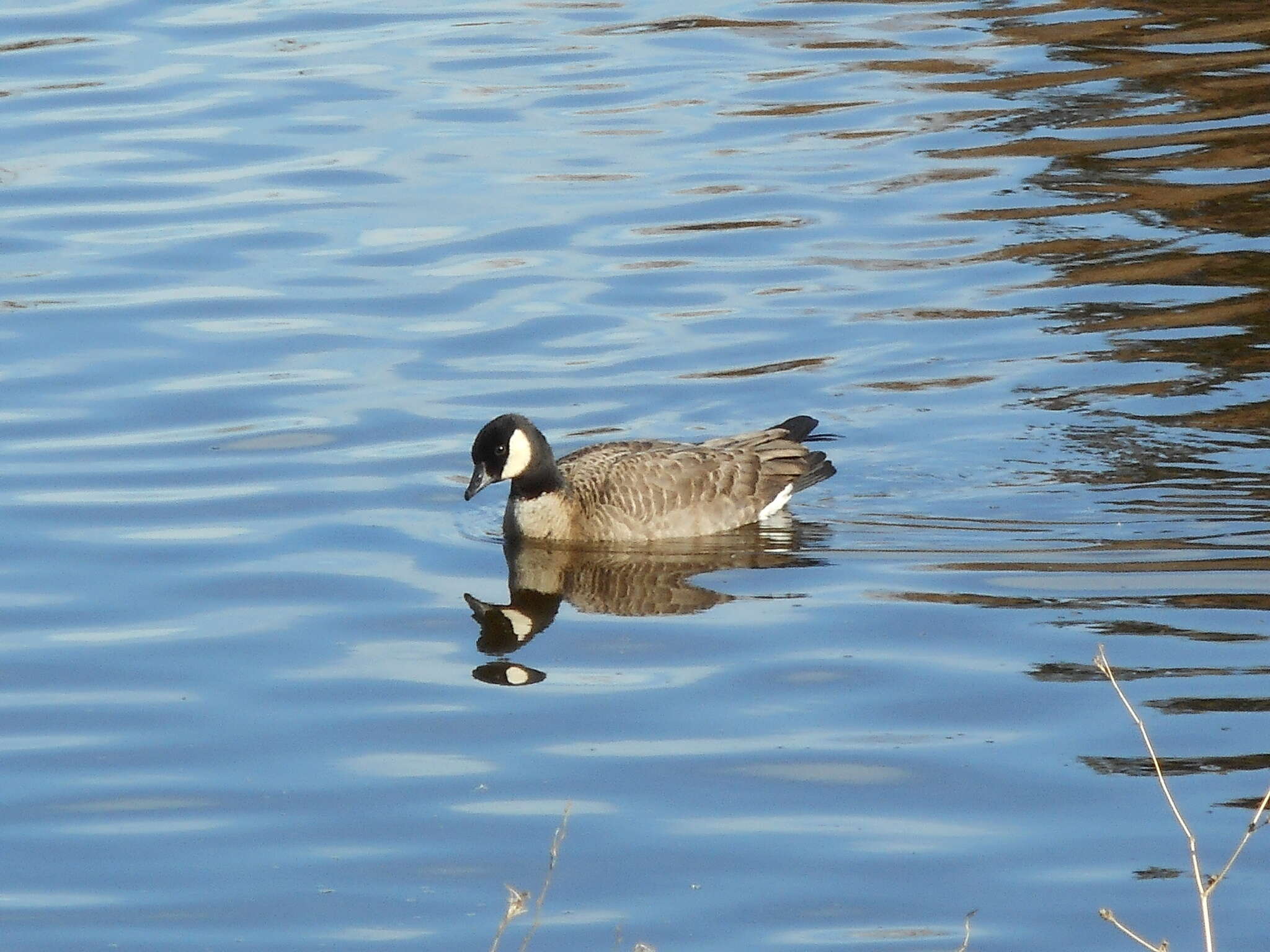 Plancia ëd Branta hutchinsii (Richardson 1832)