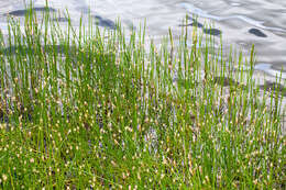 Image of Common Spike-rush