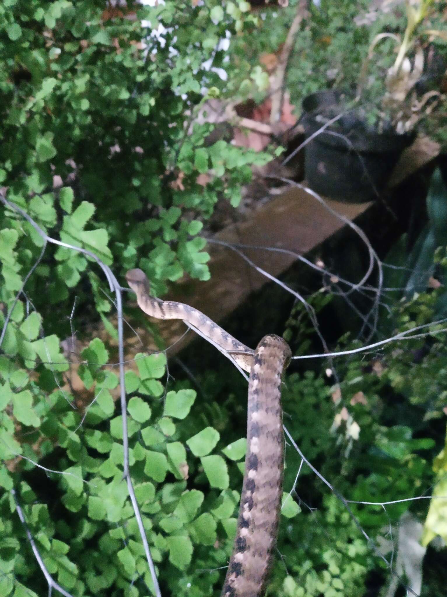 Image of Keeled Slug-eating Snake