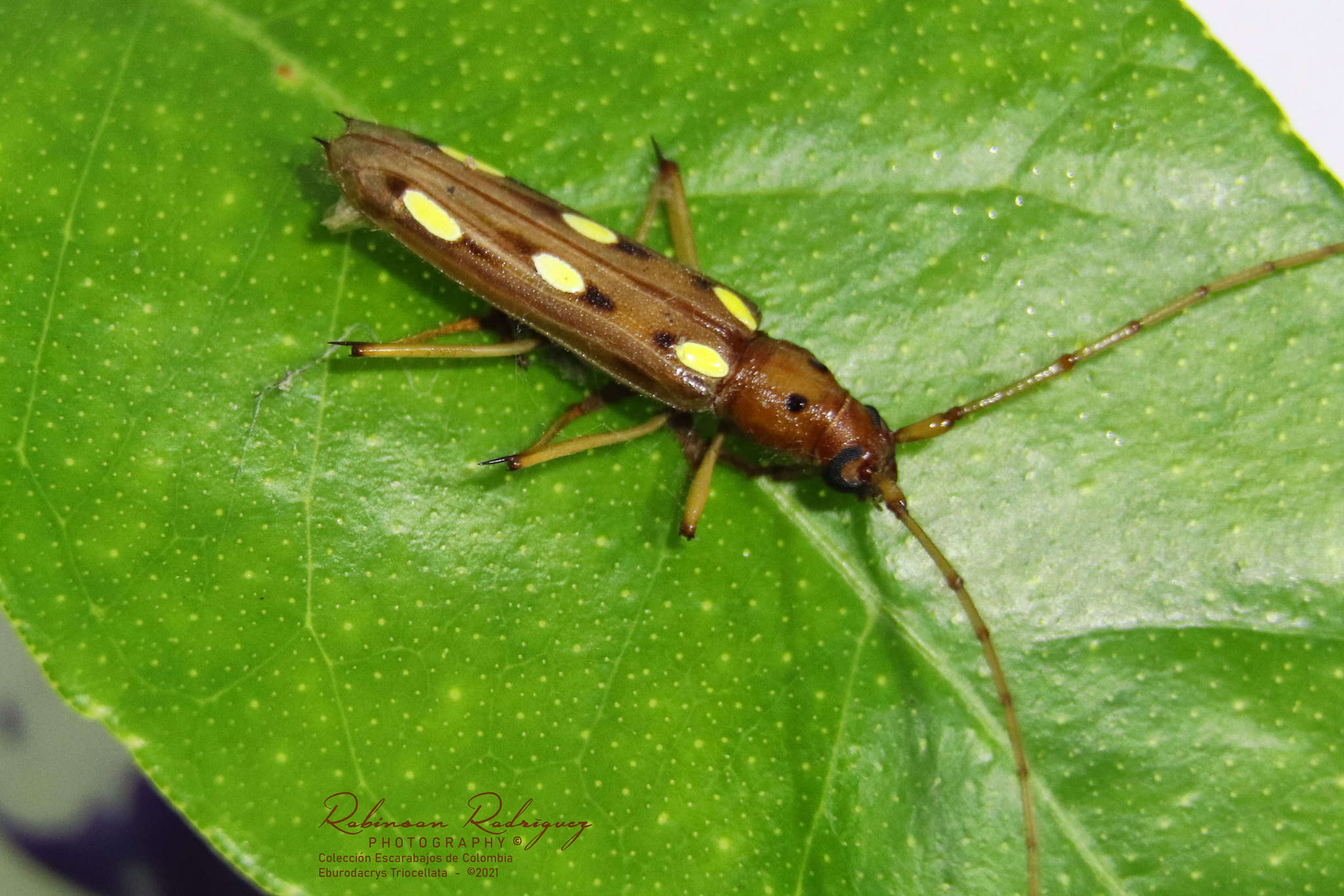 Image of Eburodacrys